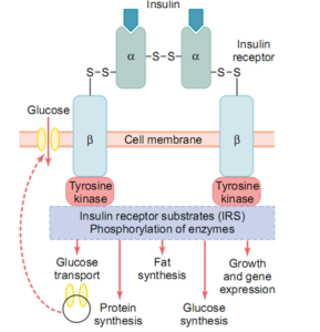 Insulin Hormone – secretion, functions, regulation and facts - Medical ...