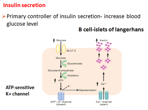 Insulin Hormone β secretion, functions, regulation and facts - Medical ...